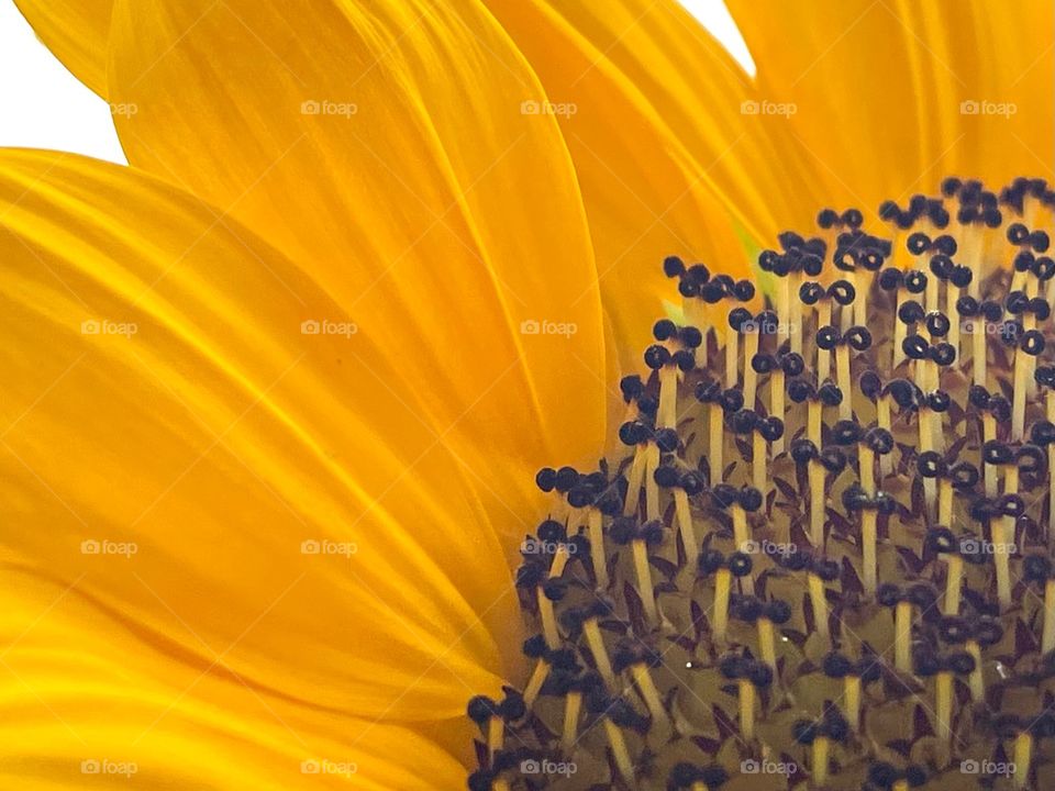 The close up of a sunflower blooming in the Pacific Northwest summer, it’s golden yellow petals highlighted.