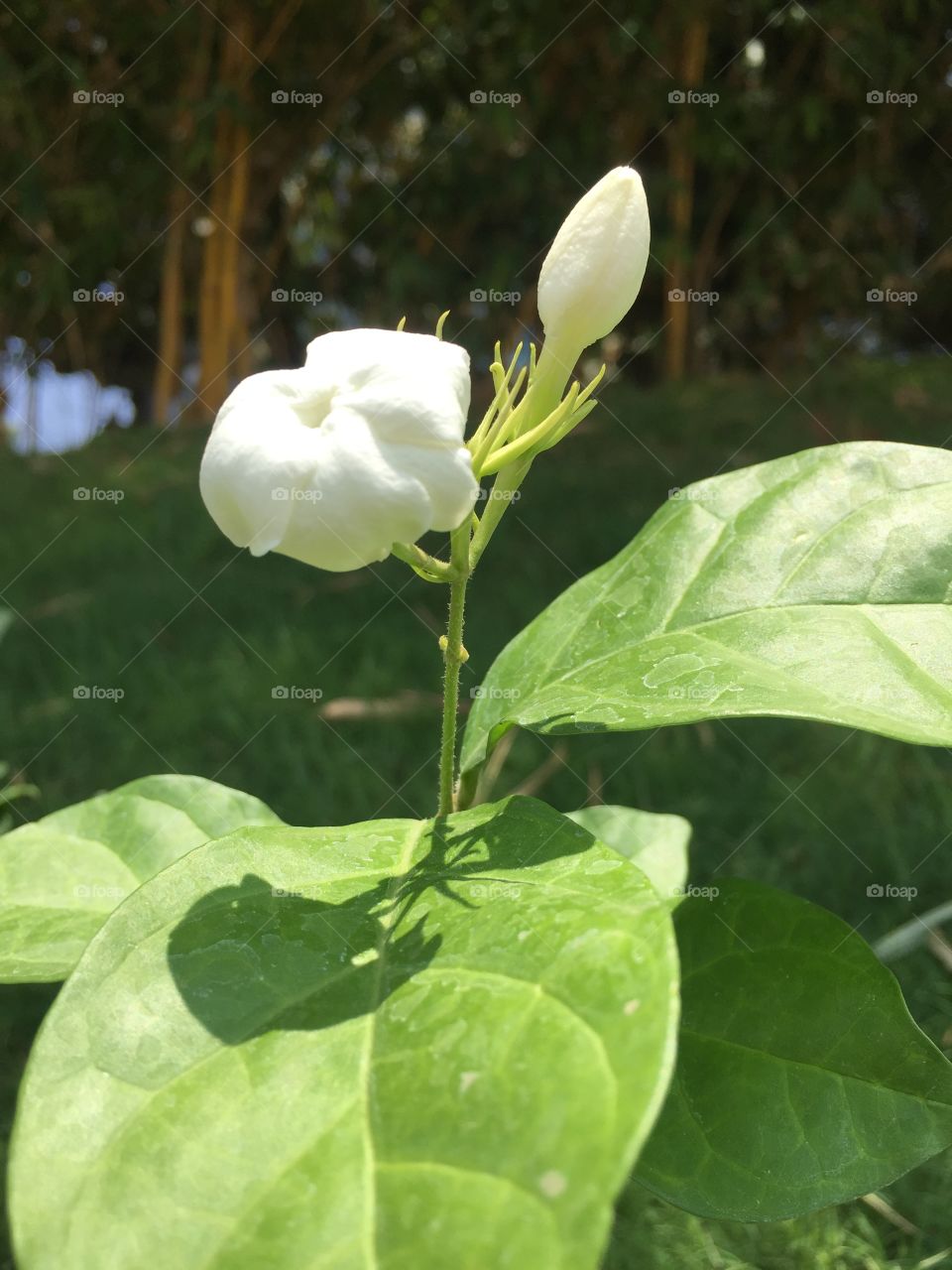 Jasmine flower 