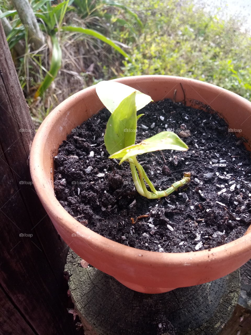 small pothos vine planted in a terracotta pot after a day of gardening