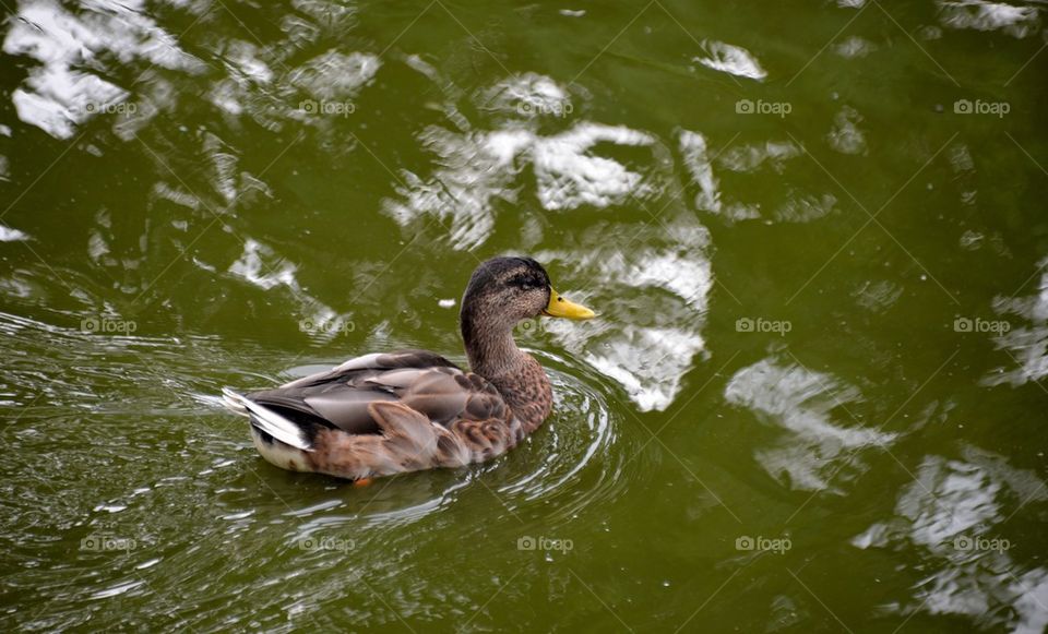 A duck in the water