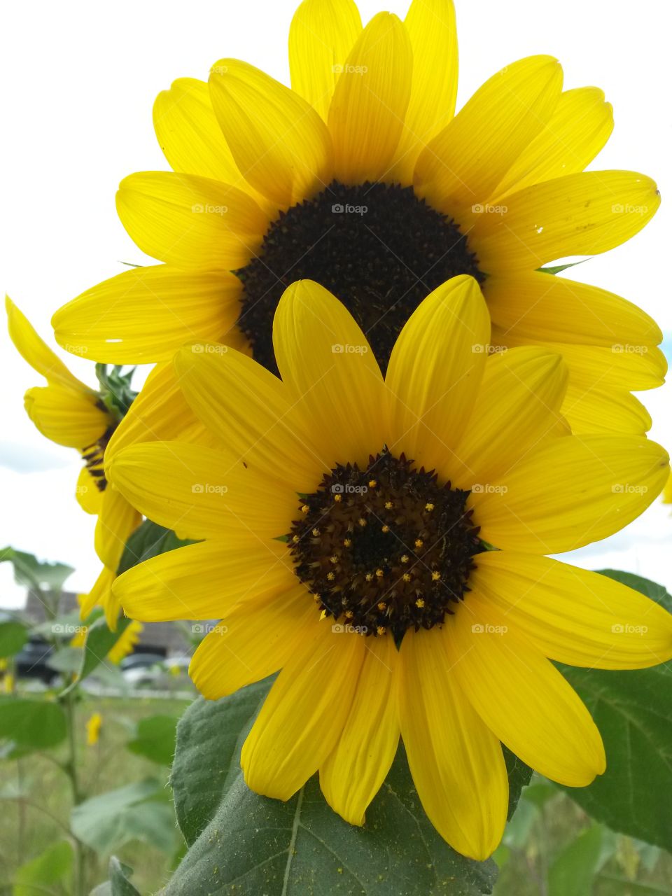 providence sunflowers