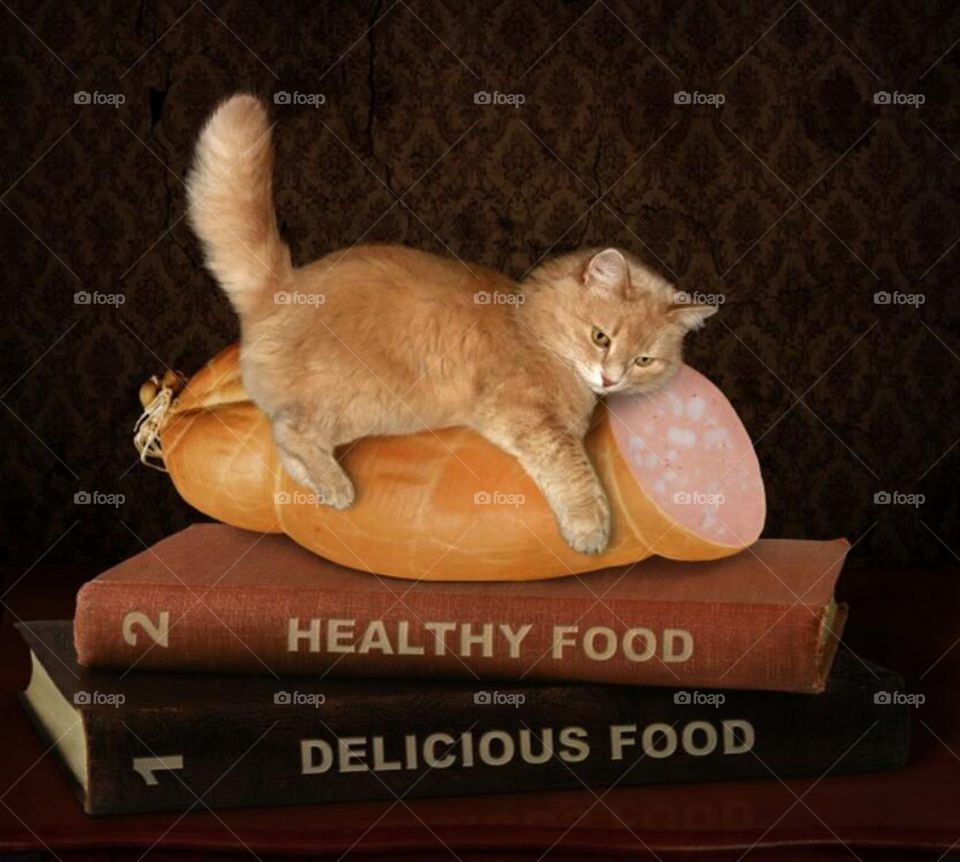 foodies cat