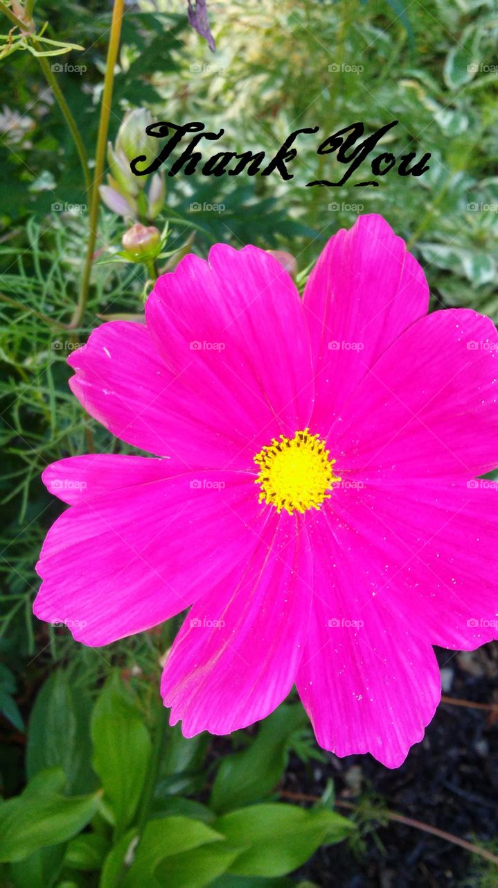 Nature, Flower, Summer, Flora, Garden