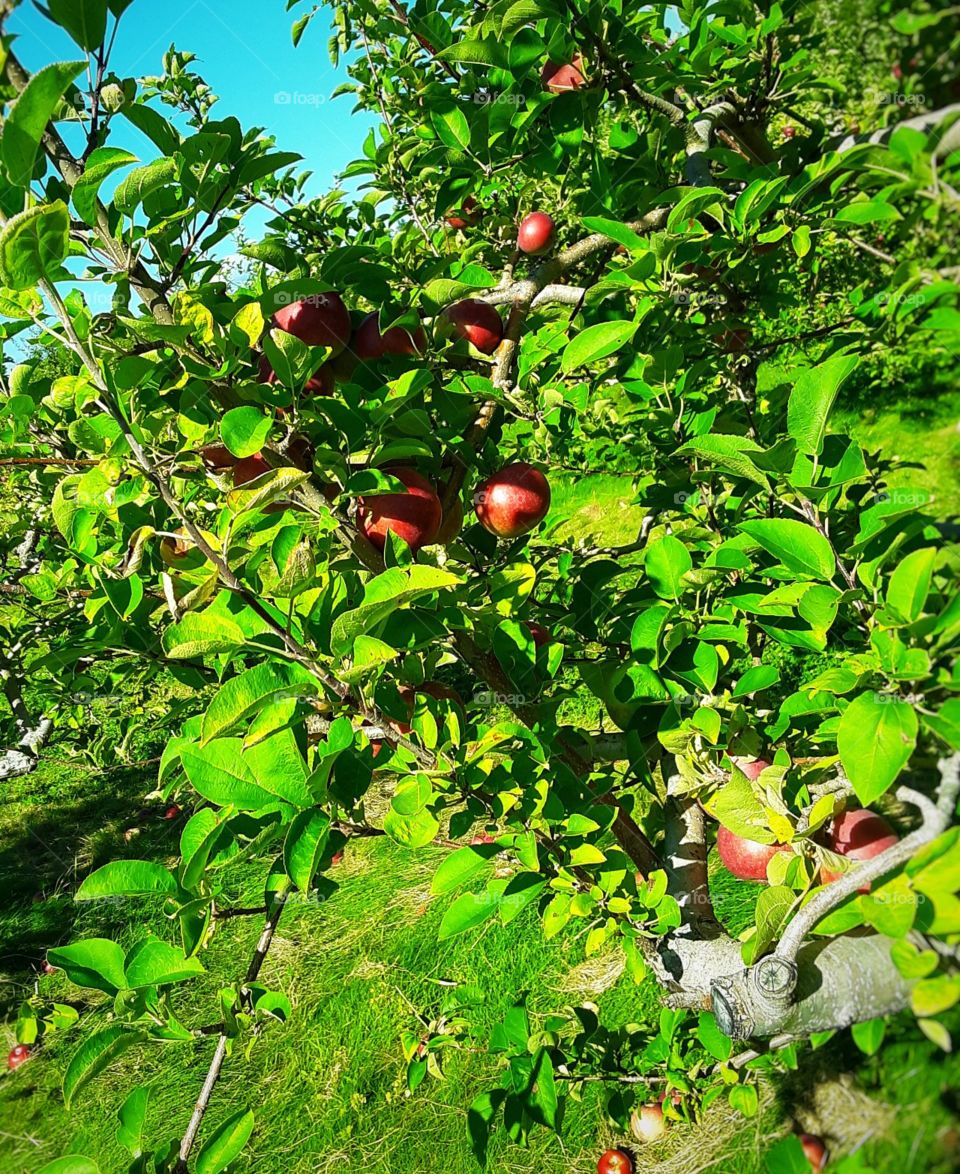 apple tree