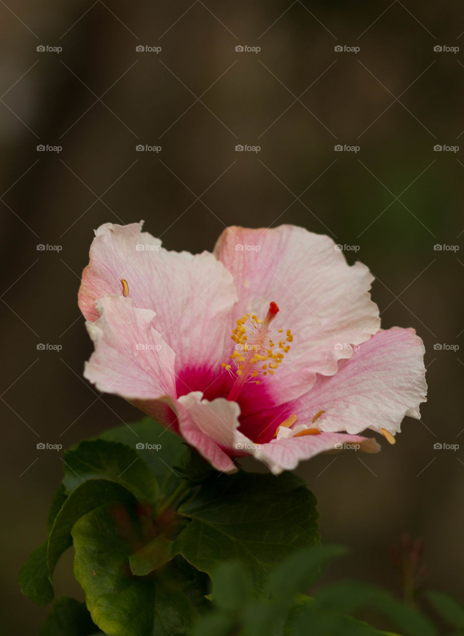 Blooming Hibiscus in Spring 