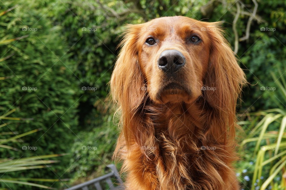Quinn .. Red Setter looking like a lion in the pose .. what you can’t see is he has climbed up on top of the patio table and is standing very proud 😂
