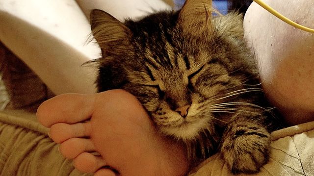 cat , animal , kitty