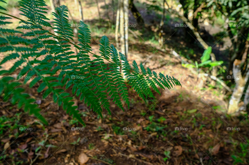 Dry leaves in autumn