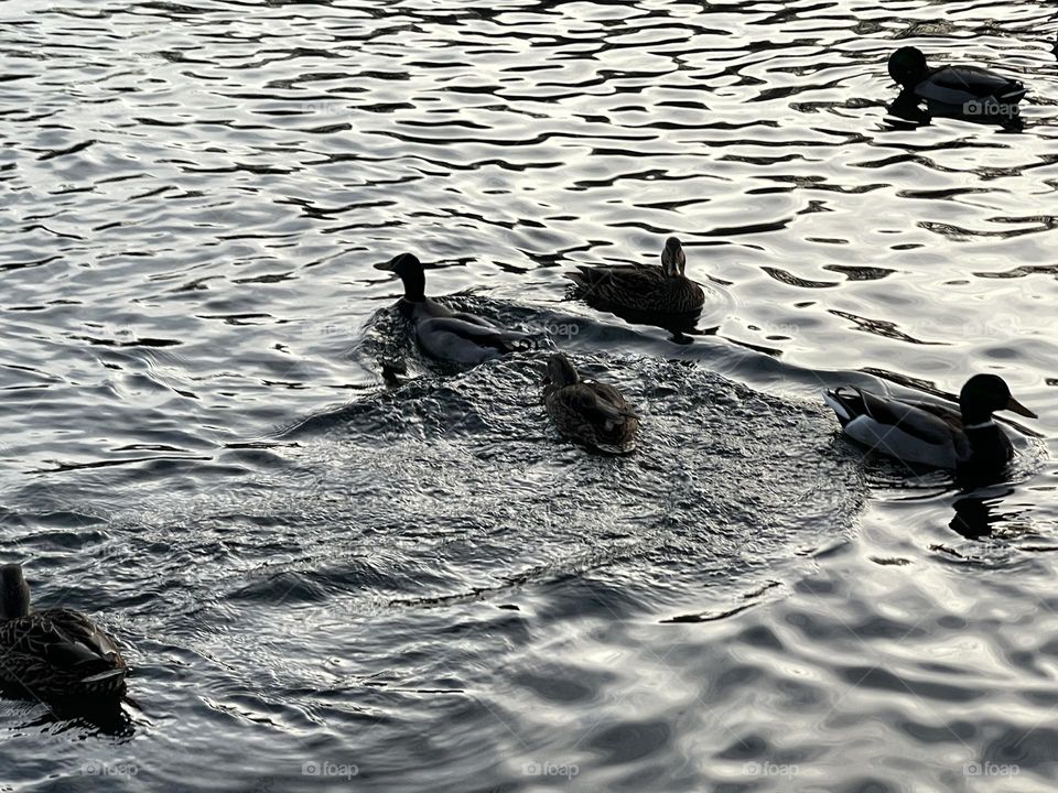 Ducks swimming in freezing water during winter.