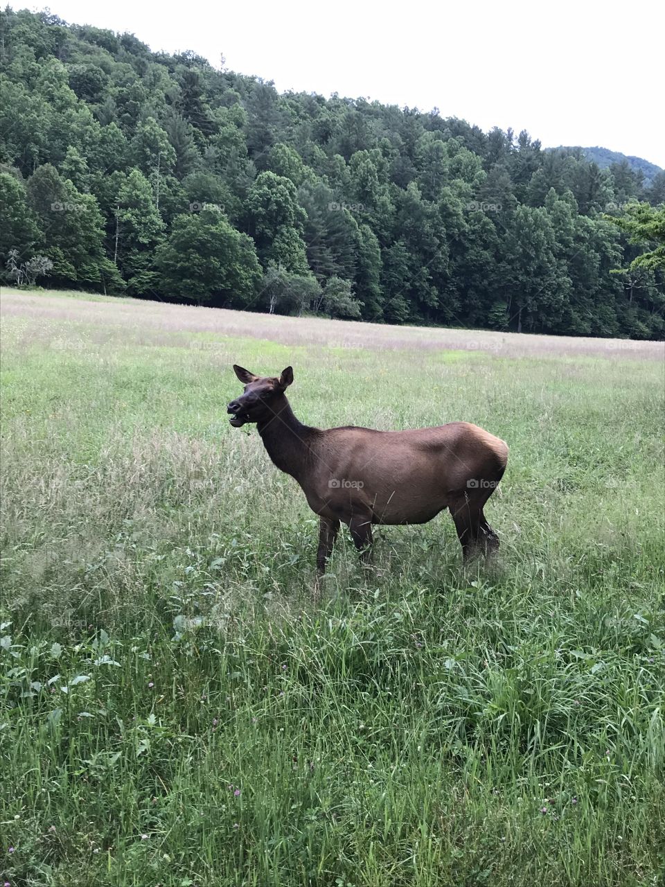 Female Elk, cow, grazing in a field in the mountains 