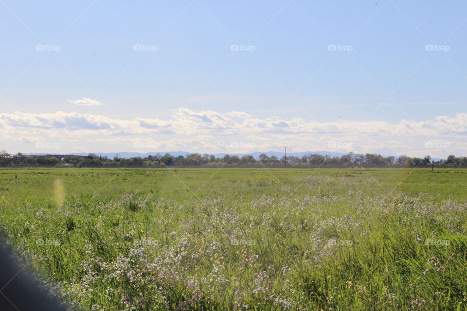 field of wildflowers