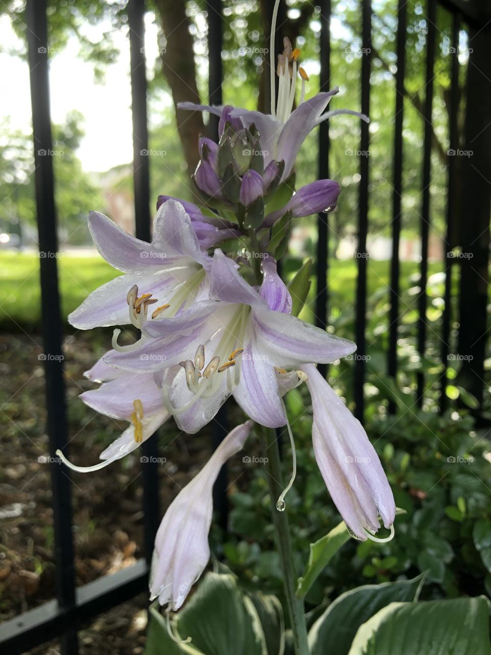 Hosta flower blooming in backyard landscaping flower bed summer gardening plants