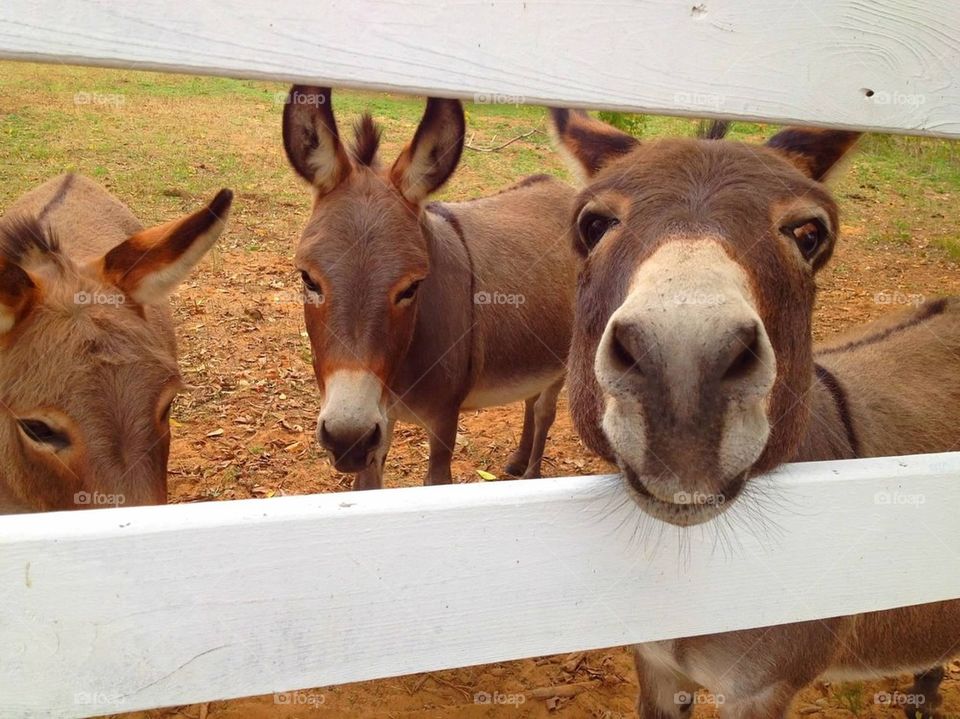 Donkeys 