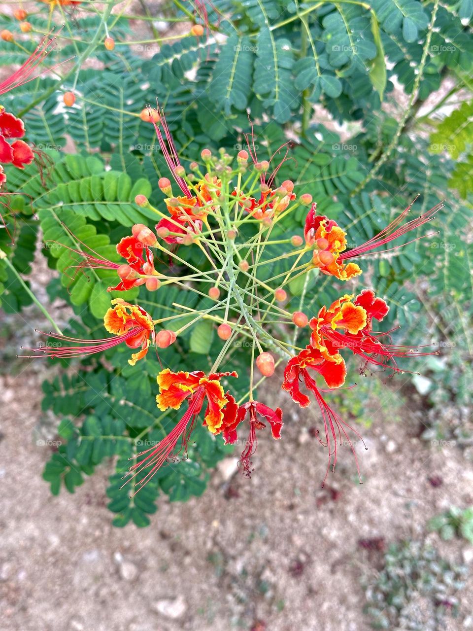 Peacock Flower