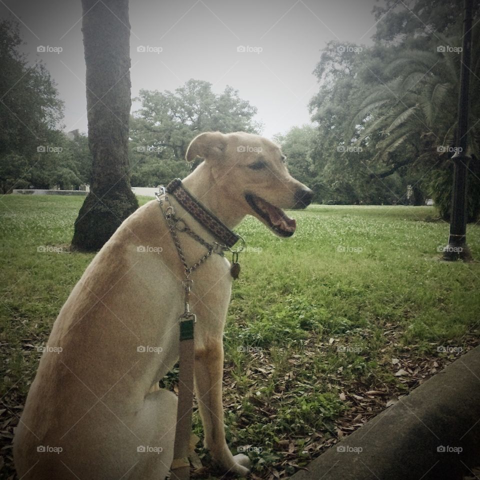 Yellow Labrador / German Shepard mix rescued from local shelter to his forever home. 