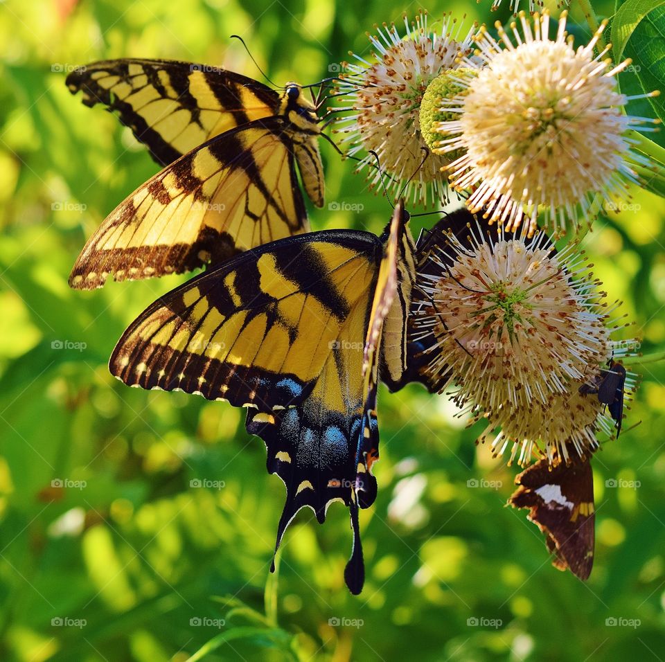 Swallowtail butterflies