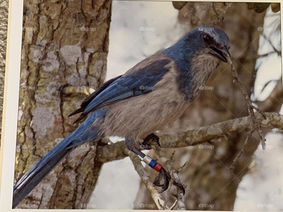 Florida blue scrub jay .