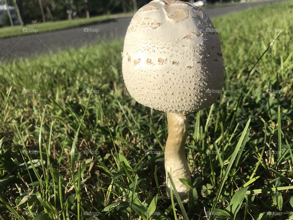 A mushroom with an odd stalk