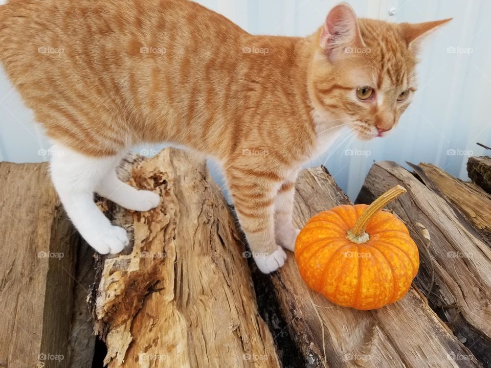 Small Orange Pumpkin with a Small Orange Kitty on a pile of firewood