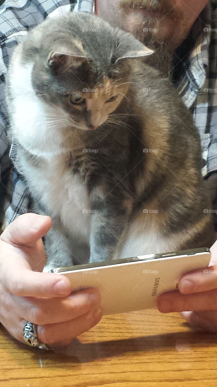 A cat watching a video on a cell phone.