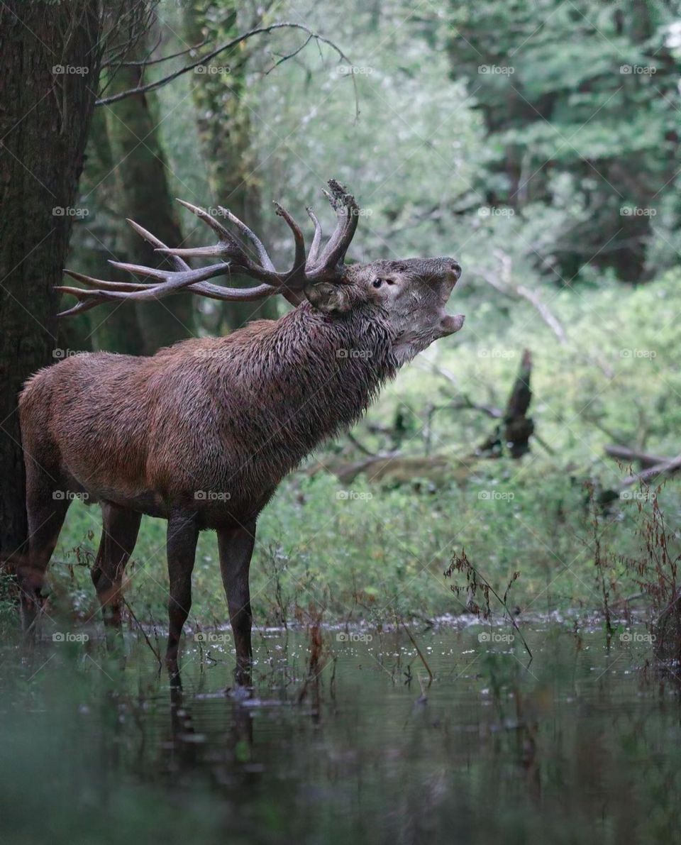 #barbarystag #Atlasdeer