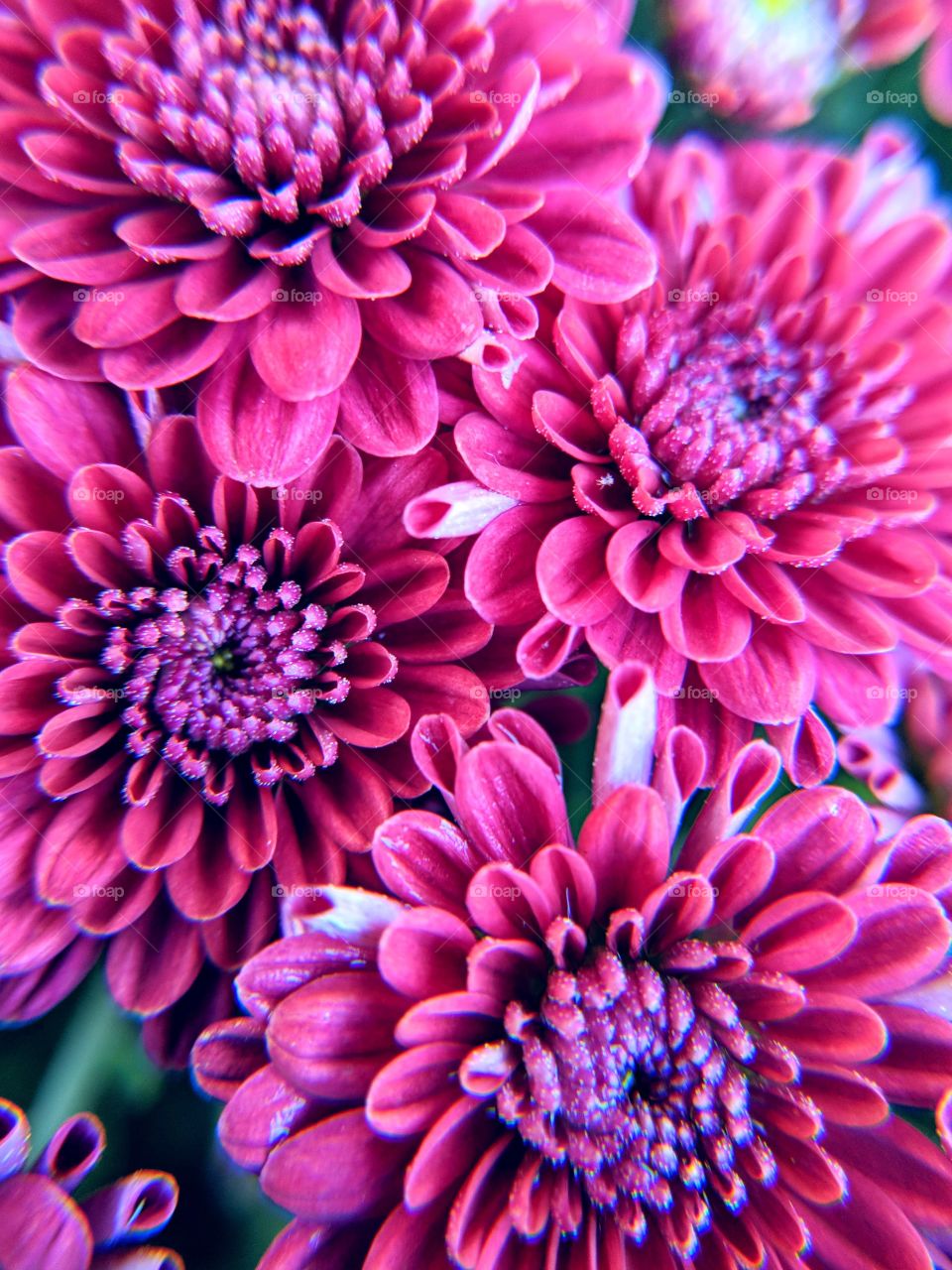 unexpected beauty closeup