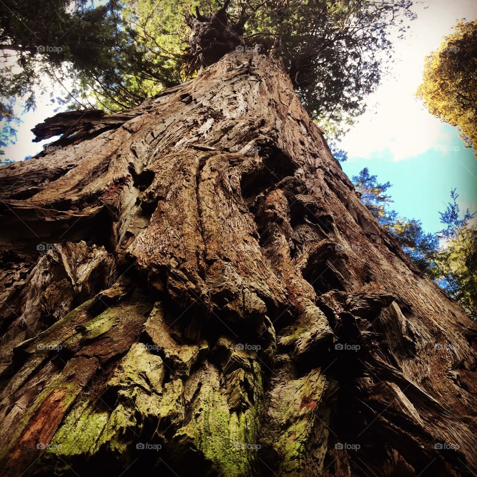 Massive redwood deep in the forest in Humboldt county, CA
