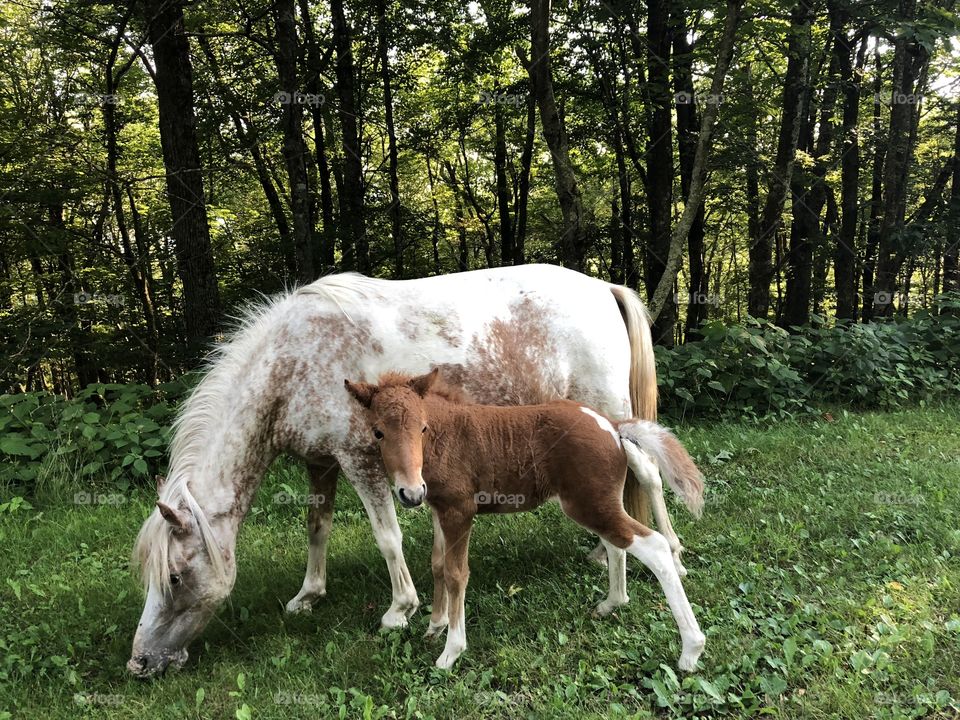 Momma and baby horse grazing by the road in West Virginia. 