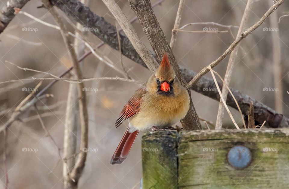 Female cardinal 