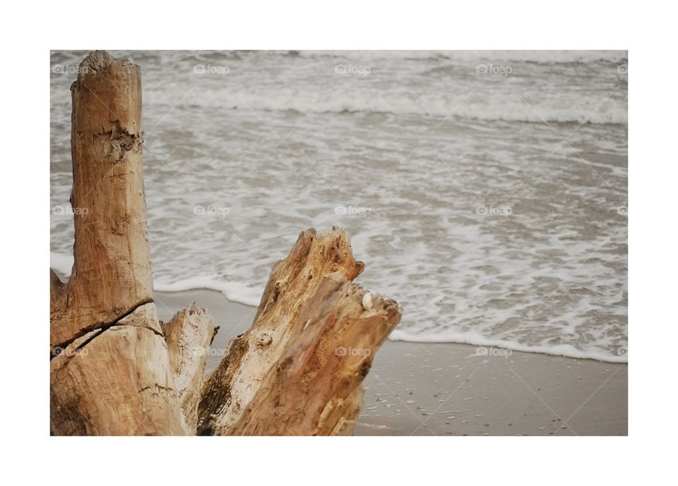 Drift wood