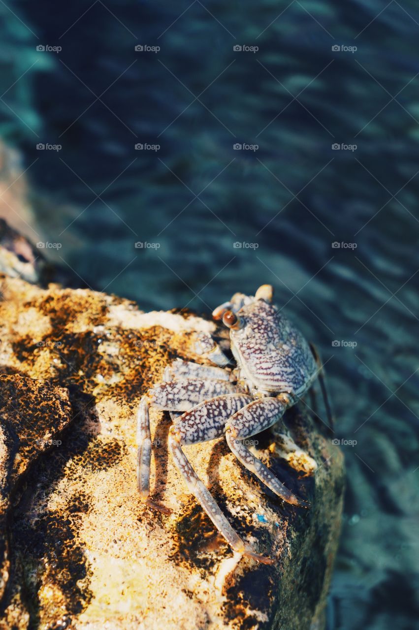Crab by the sea in Jamaica 