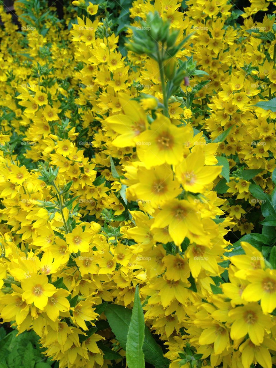 flowers garden yellow nature by sandborgskan