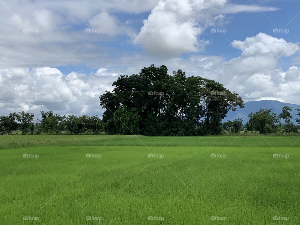 The stories of the rice field, Thailand.