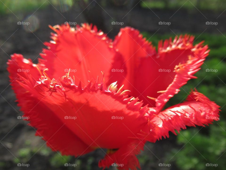spring, flowering, tulip,