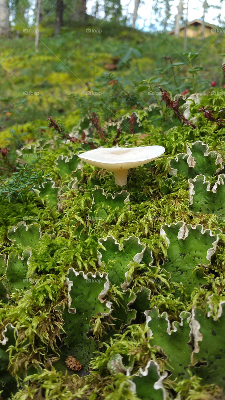White Mushroom with Yellow Center