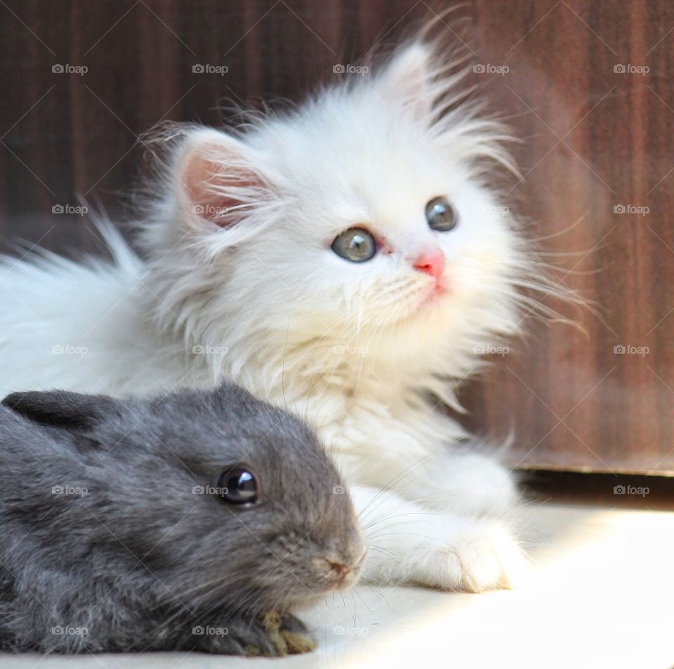 Persian Cat And Rabbit