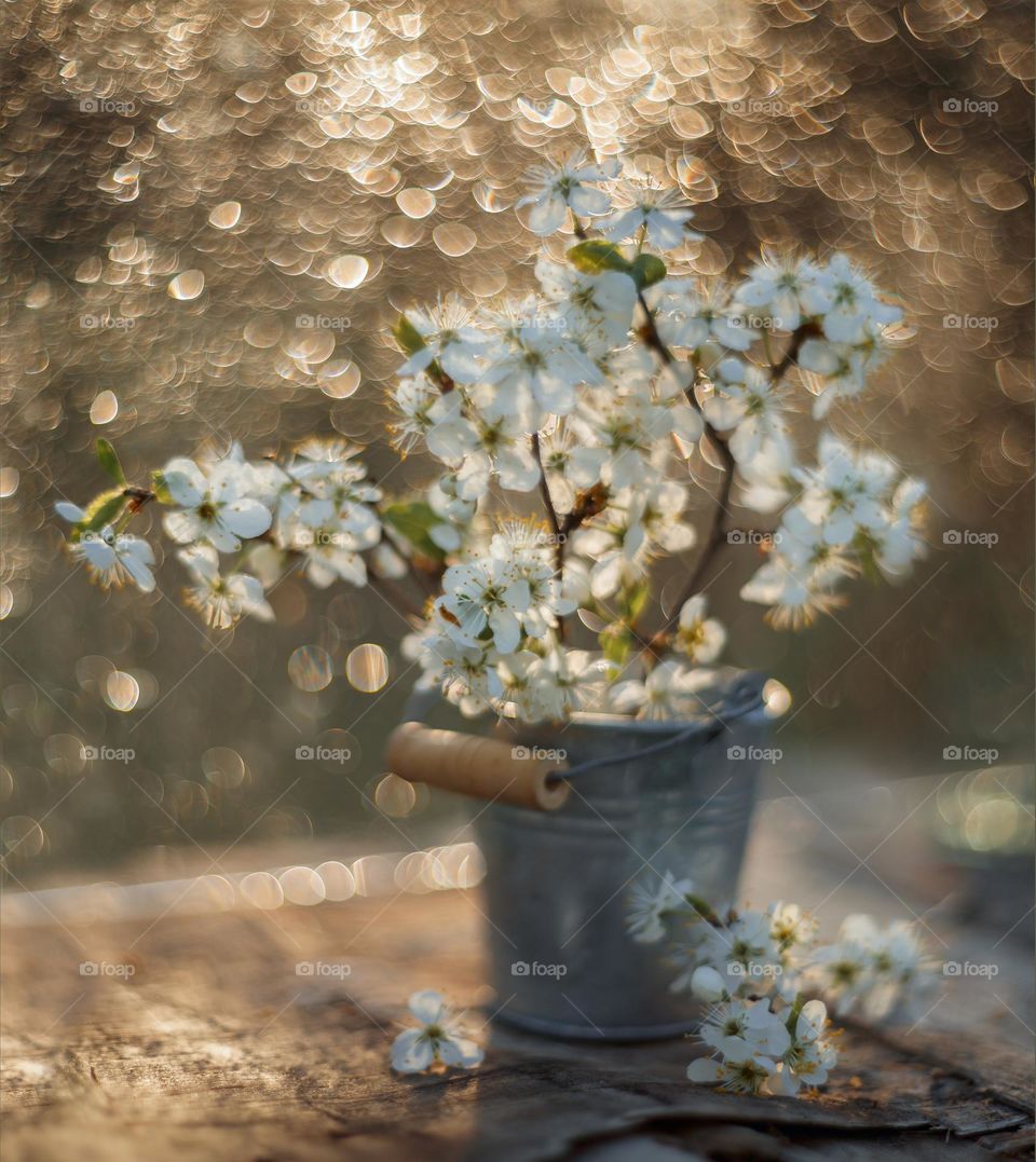 Cherry blossom branch with light sparkle. Manual helios lense