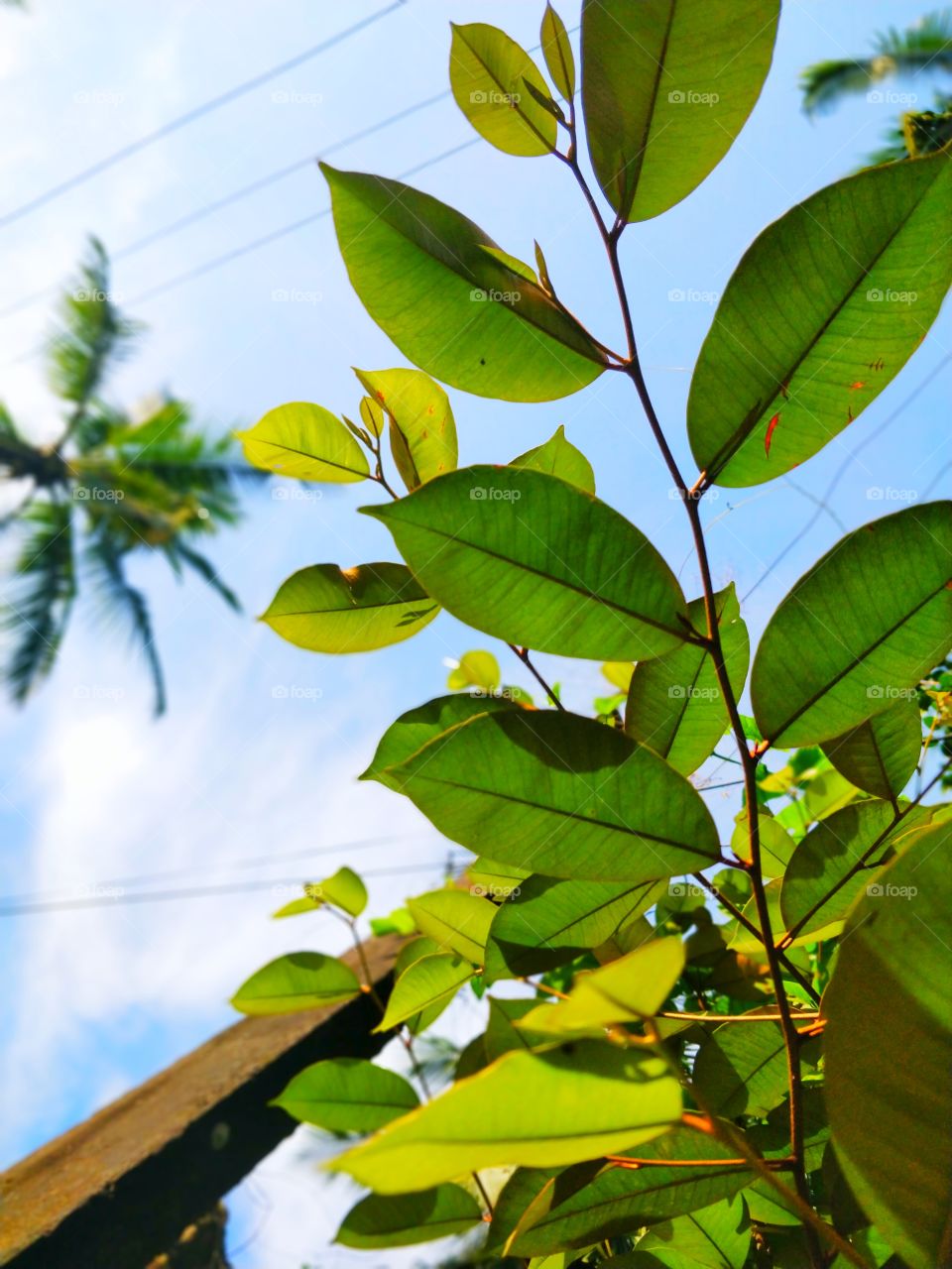 Every leaf speaks bliss to me. 🍃