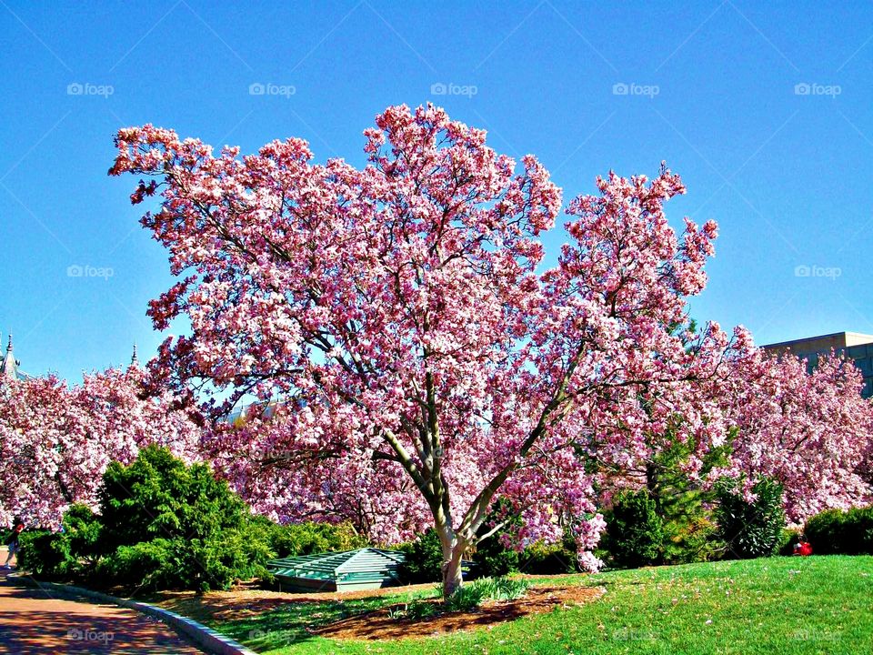 The signs of spring - Cherry Blossoms are a symbolic flower of the spring, a time of renewal, and the fleeting nature of life. Their life is very short. 