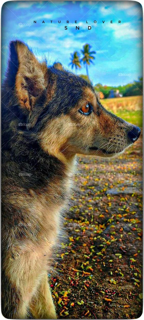 doggi l love animals
dog name jully (female) 
love u jully ❤️