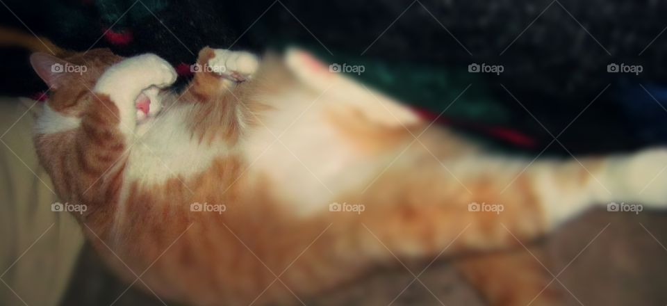 Max wanting to sleep