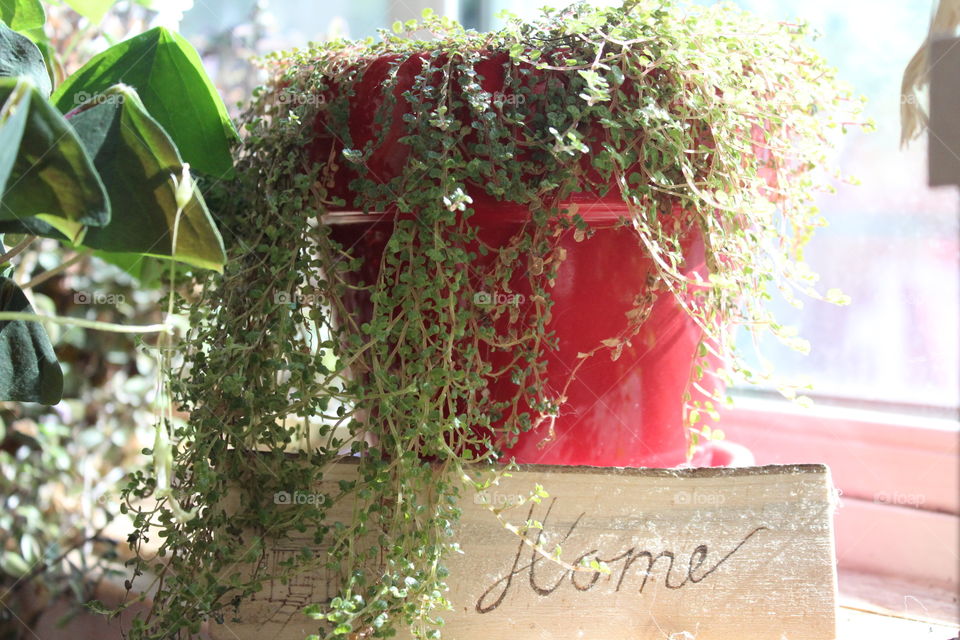 red pot with green hanging plant and home decor