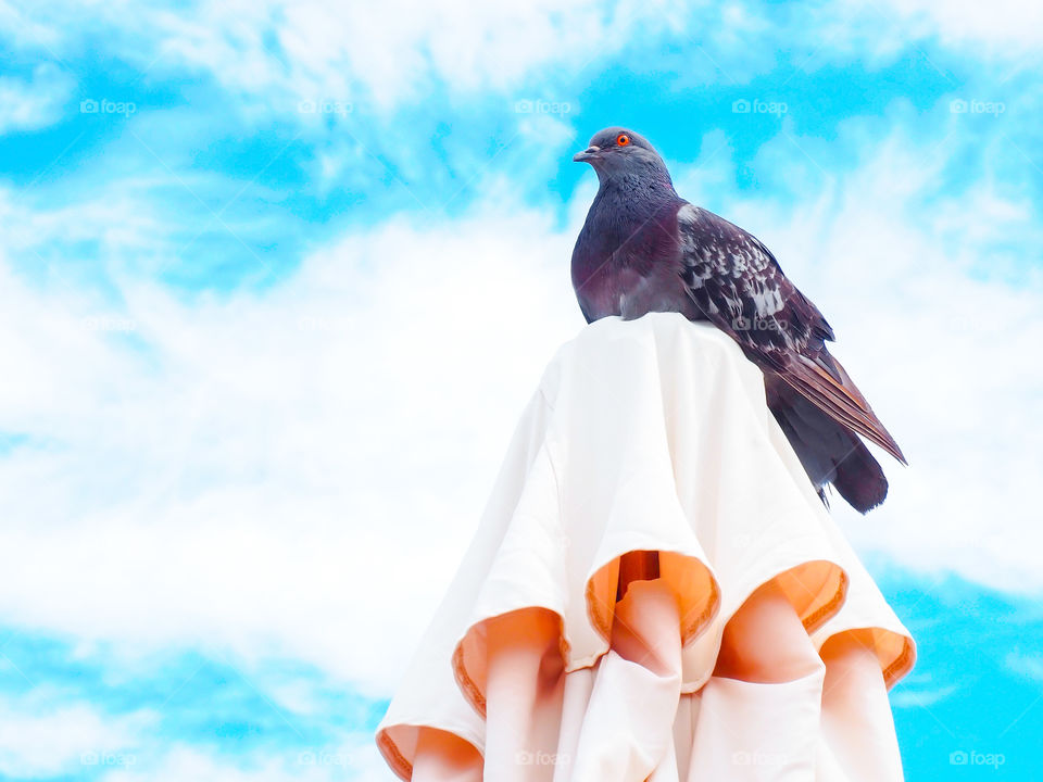 Dove sitting on a beach umbrella against the blue sky
