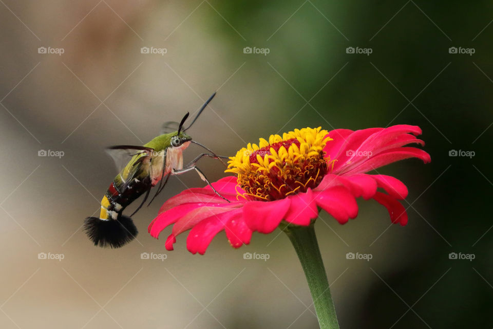 Hummingmoth sucking nectar from flower.