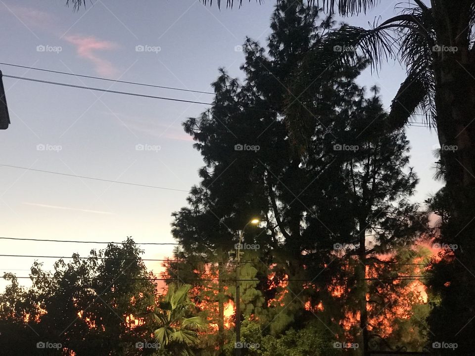 Trees in LA