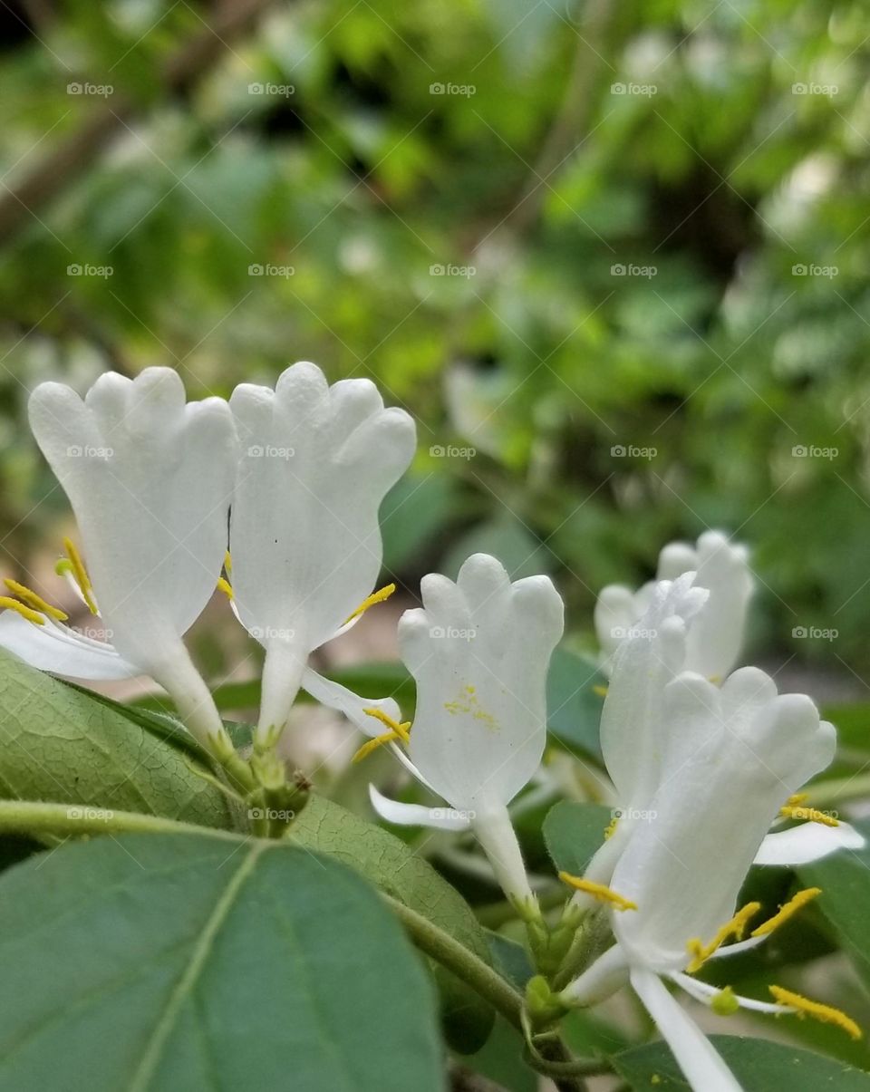 Pretty Flower ~ White Gloved Hands