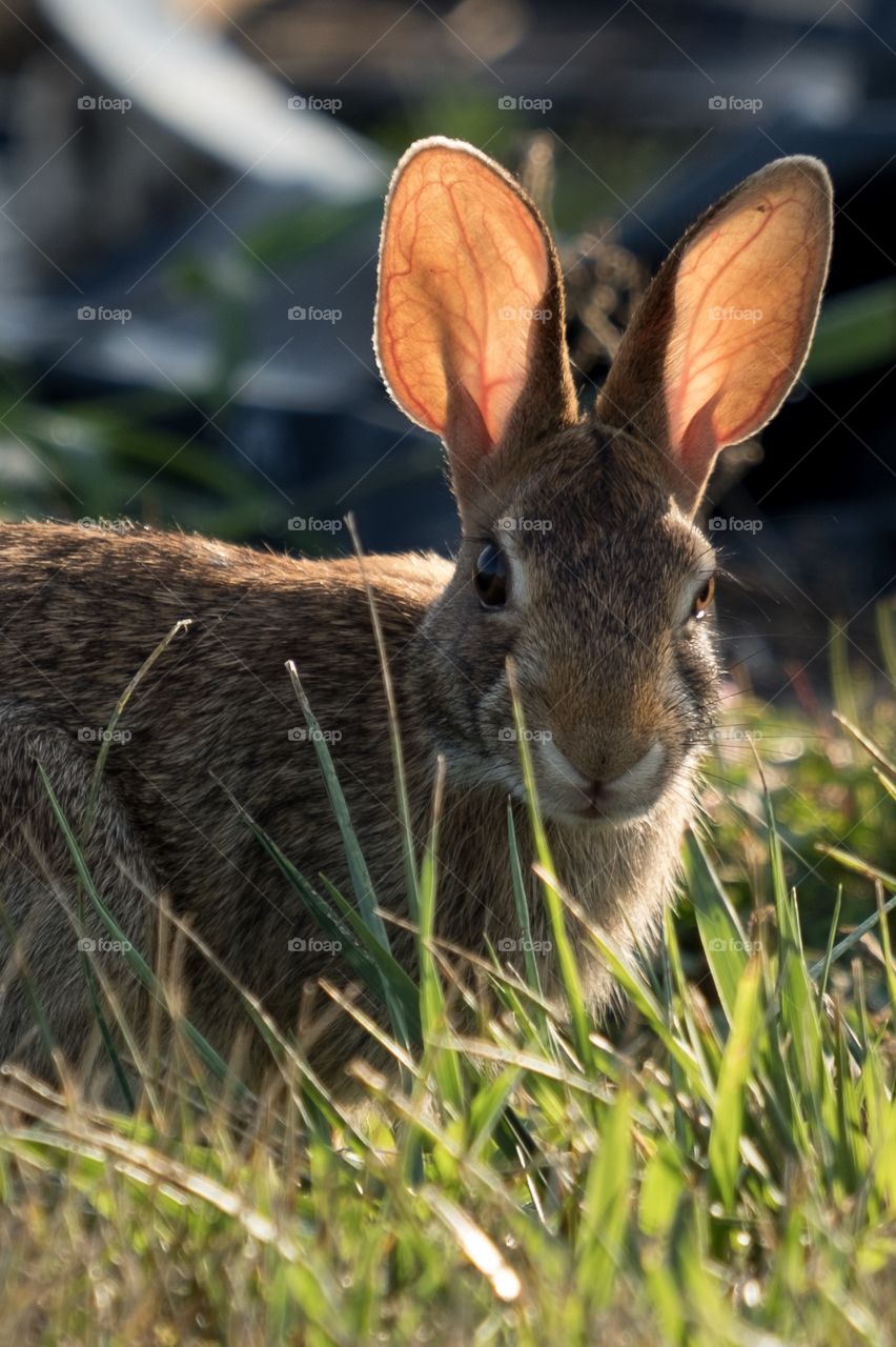 Foap, Art of Composition. An Eastern cottontail rabbit crouches alert, with bright backlit ears. Raleigh, North Carolina. 