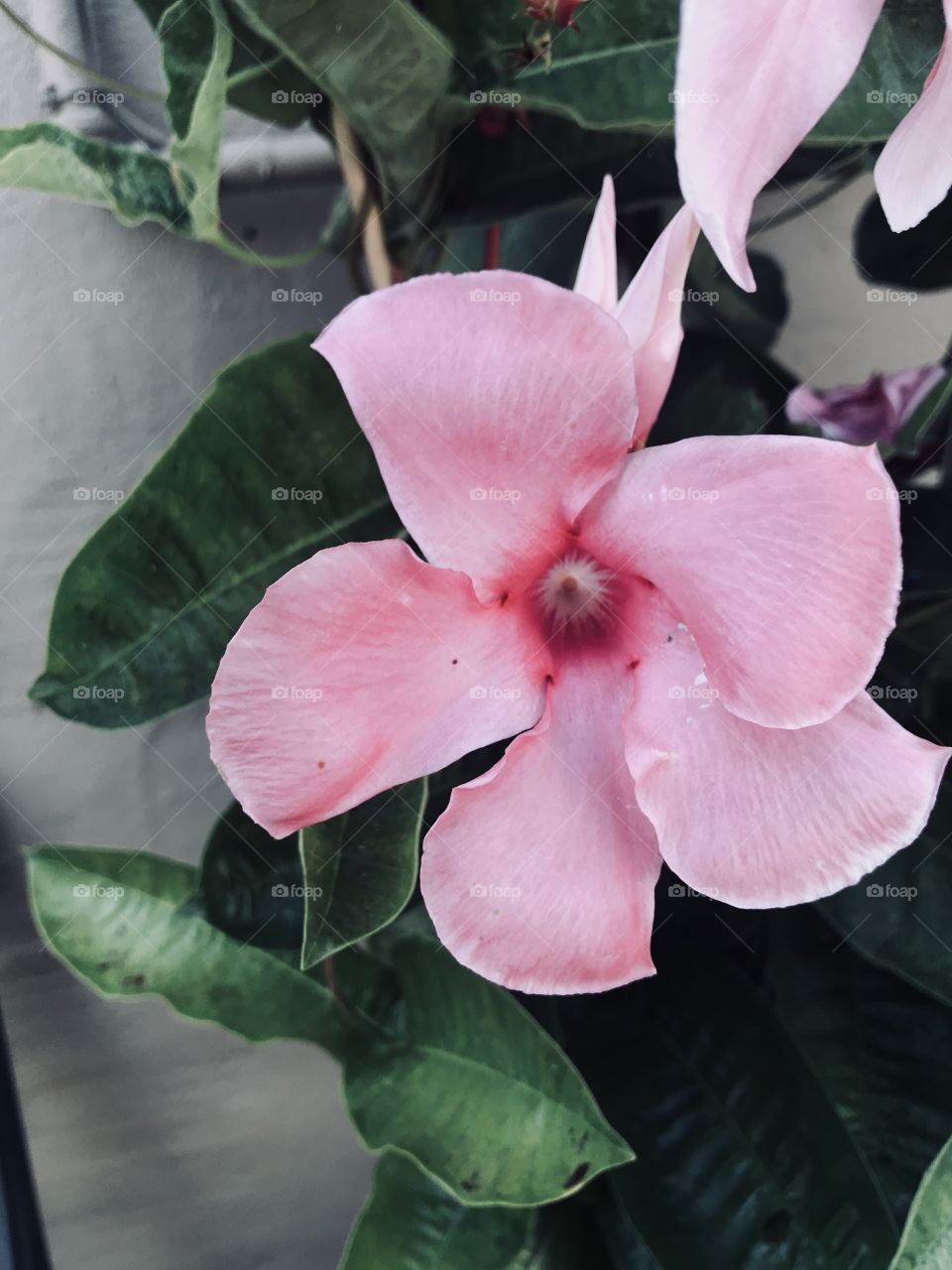 A pink flower along my path. 