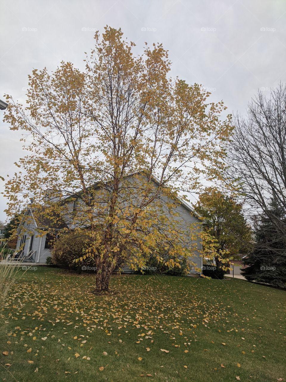 Nature is always beautiful with colourful flowers and trees especially in the season of " Autumn" , just loved it ❤️❤️❤️