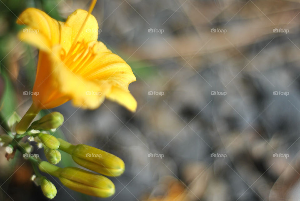 Bloom Bloom Yellow